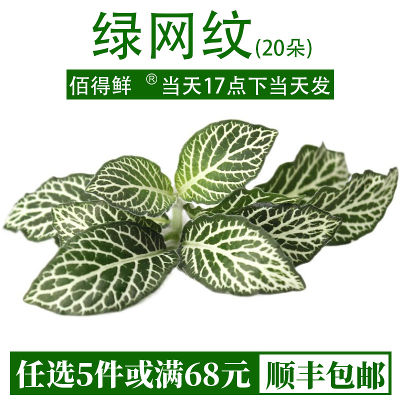 新鲜网纹草20朵/盒日料点缀鲜花