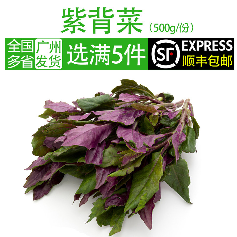 红凤菜图片功效,红凤菜的效与作用,红凤菜和红苋菜图片_大山谷图库