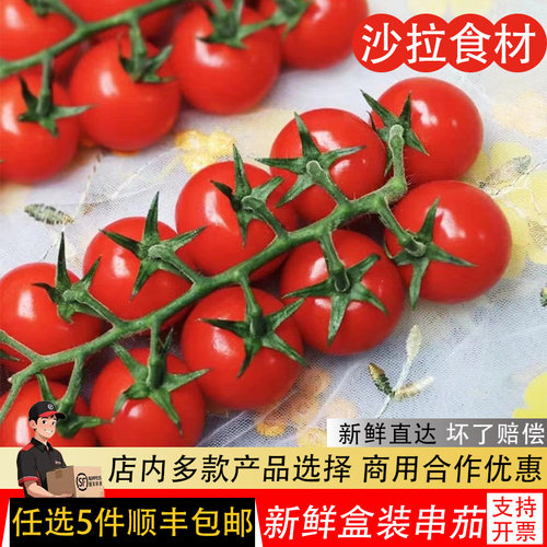 新鲜串茄198g/1盒串收樱桃小番茄