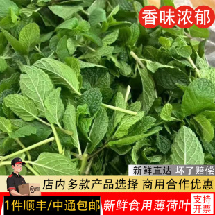 薄荷叶新鲜食用泡水装饰烘焙调酒商用专用500g包邮鲜留兰香薄荷叶
