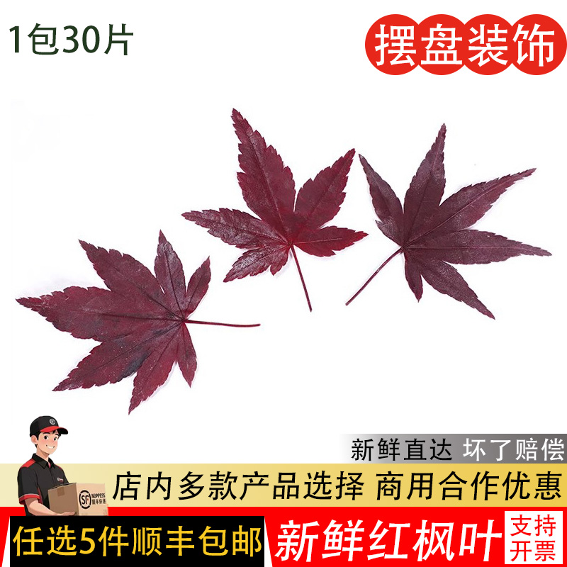 真空红枫叶非绿枫叶现摘现发30片