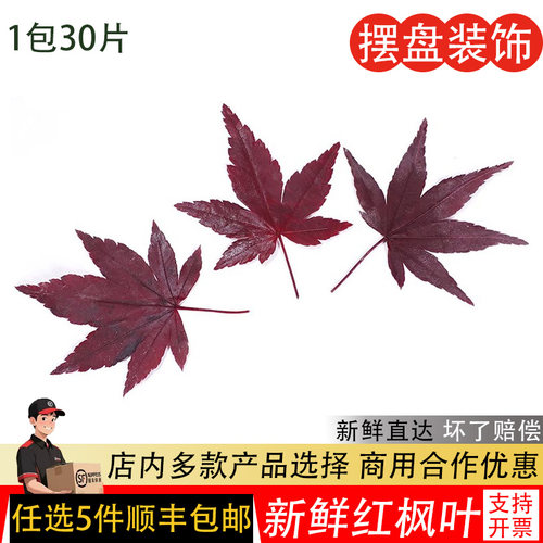 真空红枫叶非绿枫叶现摘现发30片