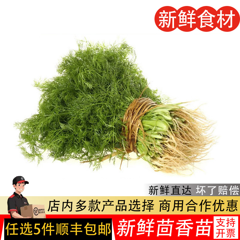 茴香菜现苗带露天饺子馅