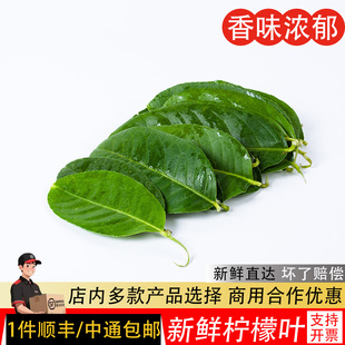 柠檬叶新鲜青柠叶西餐香料料理腌制烹饪调料500g包邮冬阴功汤原料