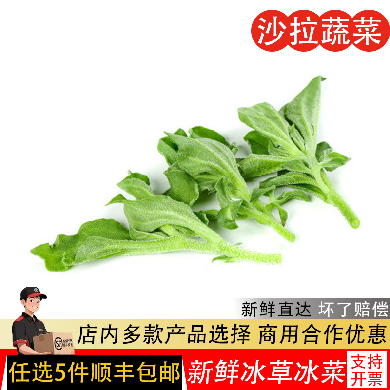 新鲜冰草500g冰菜冰叶西餐凉拌火锅生吃沙拉食材新鲜蔬菜顺丰包邮