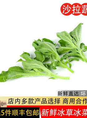 新鲜冰草500g冰菜冰叶西餐凉拌火锅生吃沙拉食材新鲜蔬菜顺丰包邮