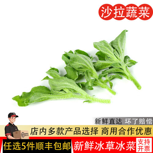 新鲜冰草500g冰菜冰叶西餐凉拌火锅生吃沙拉食材新鲜蔬菜顺丰包邮