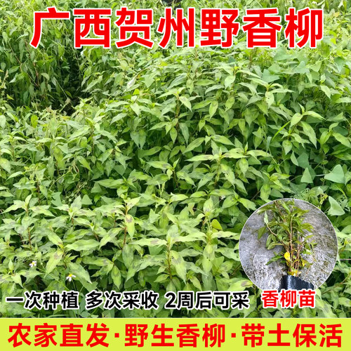广西香柳苗盆栽苗鱼生料香菜新鲜酸汤香柳原土辣廖叻沙叶佐料食用