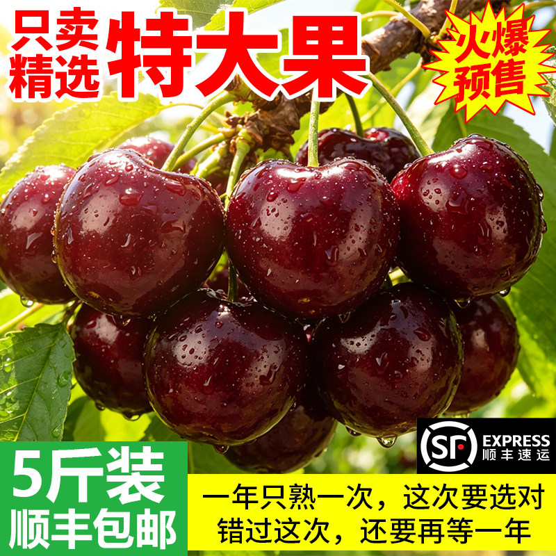 山东大樱桃国产车厘子当应季新鲜水果孕妇箱礼盒顺丰包邮