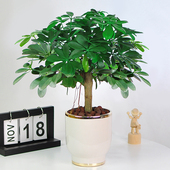 鸭脚木盆栽植物室内花四季 常青好养老桩盆景送礼八方来财七叶莲