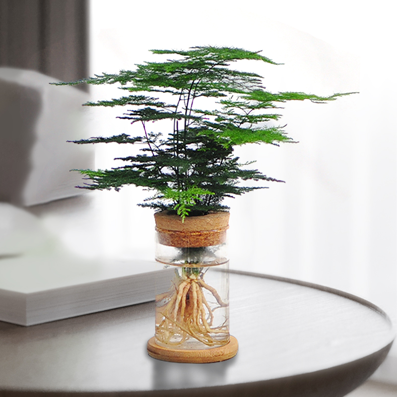 文竹盆栽绿植办公室桌面水养春羽