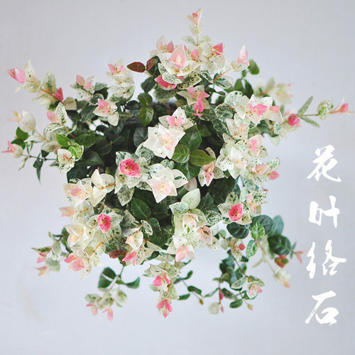 花叶络石盆栽植物阳台庭院五彩垂吊藤本绿植四季耐寒网红彩叶洛石 - 封面