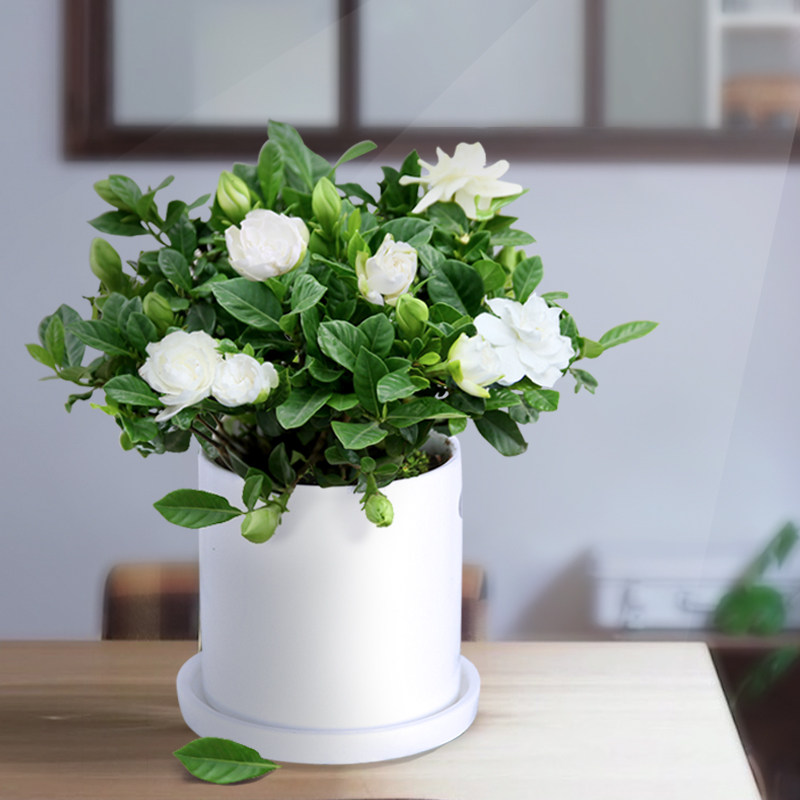 栀子花盆栽带花苞吸甲醛净化空气室内办公室桌面四季开花水培植物