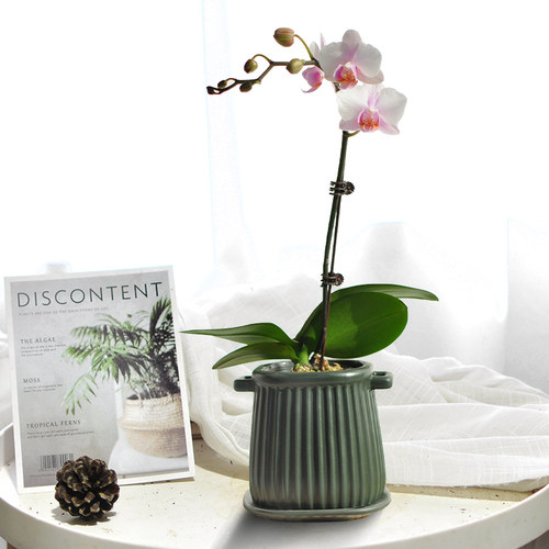 植物四季开花高档蝴蝶兰盆栽