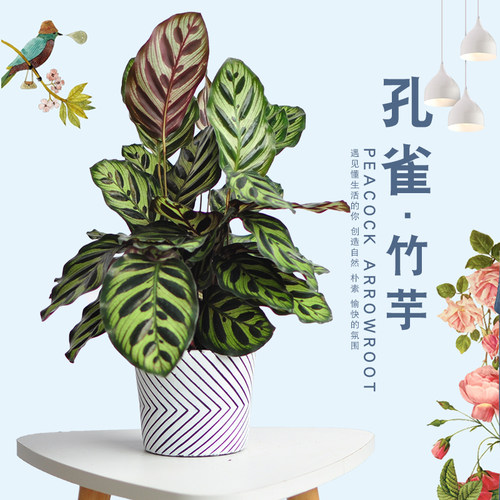 孔雀竹芋盆栽花卉植物好养耐活