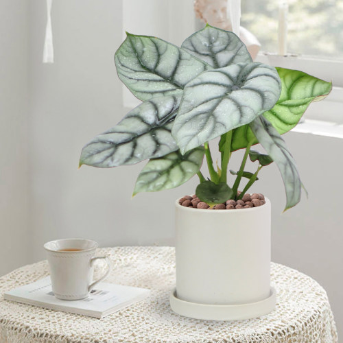 白犀牛海芋室内北欧风热植