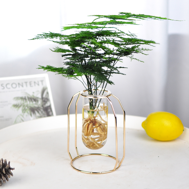 水培植物文竹盆栽办公北欧风水养