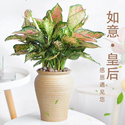 如意皇后办公四季中国红好养花卉