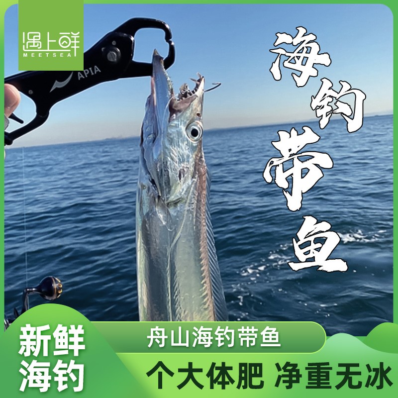 舟山海钓带鱼新鲜冷冻整条小眼带鱼经营店海鲜水产野生海钓带鱼大