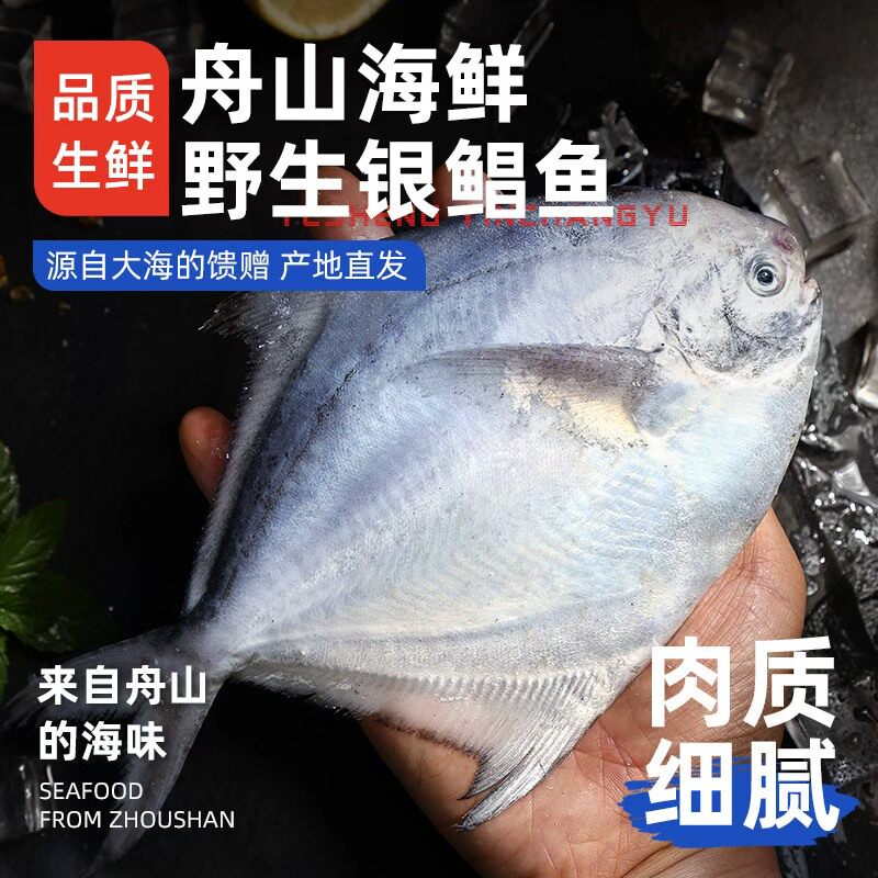 【5斤】舟山野生银鲳鱼/白鲳鱼图片
