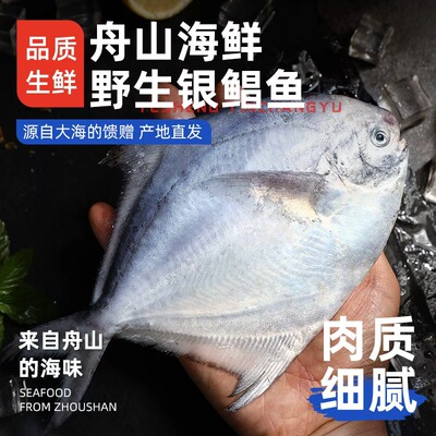 【5斤】舟山野生银鲳鱼/白鲳鱼