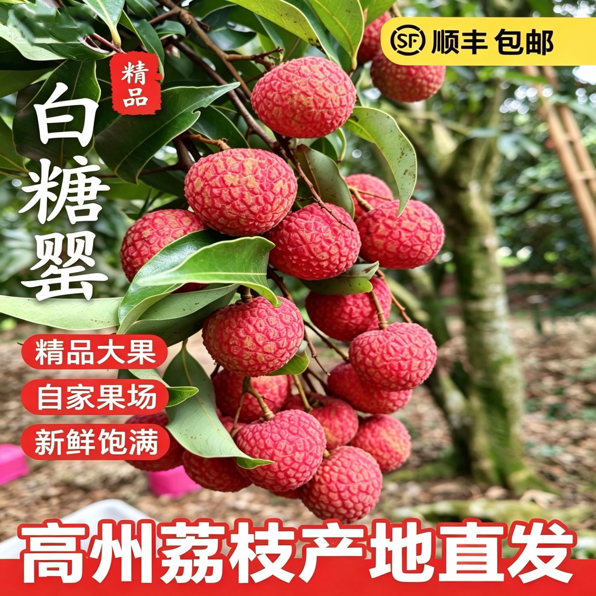 高州白糖罂荔枝新鲜现摘现发 当季荔枝水果不泡水顺丰冷链整箱5斤