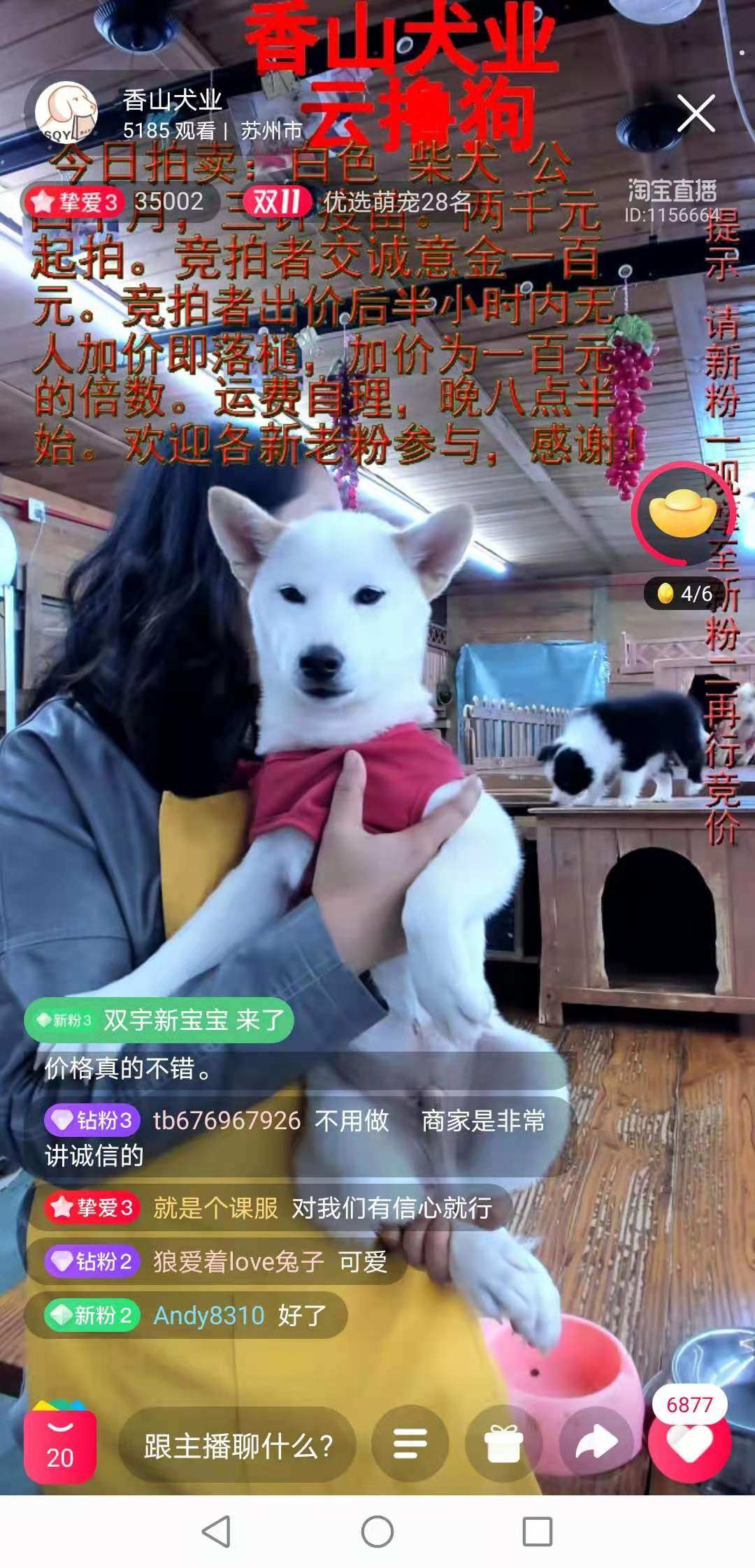 香山犬业宠物云撸狗款项服务泰迪比熊拉布拉多金毛约克夏柴犬博美