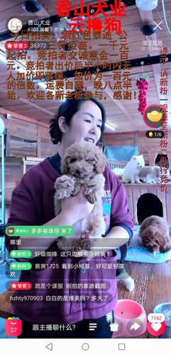 香山犬业云撸狗寄养喂养宠爱狗狗服务泰迪金毛柴犬柯基约克夏比熊