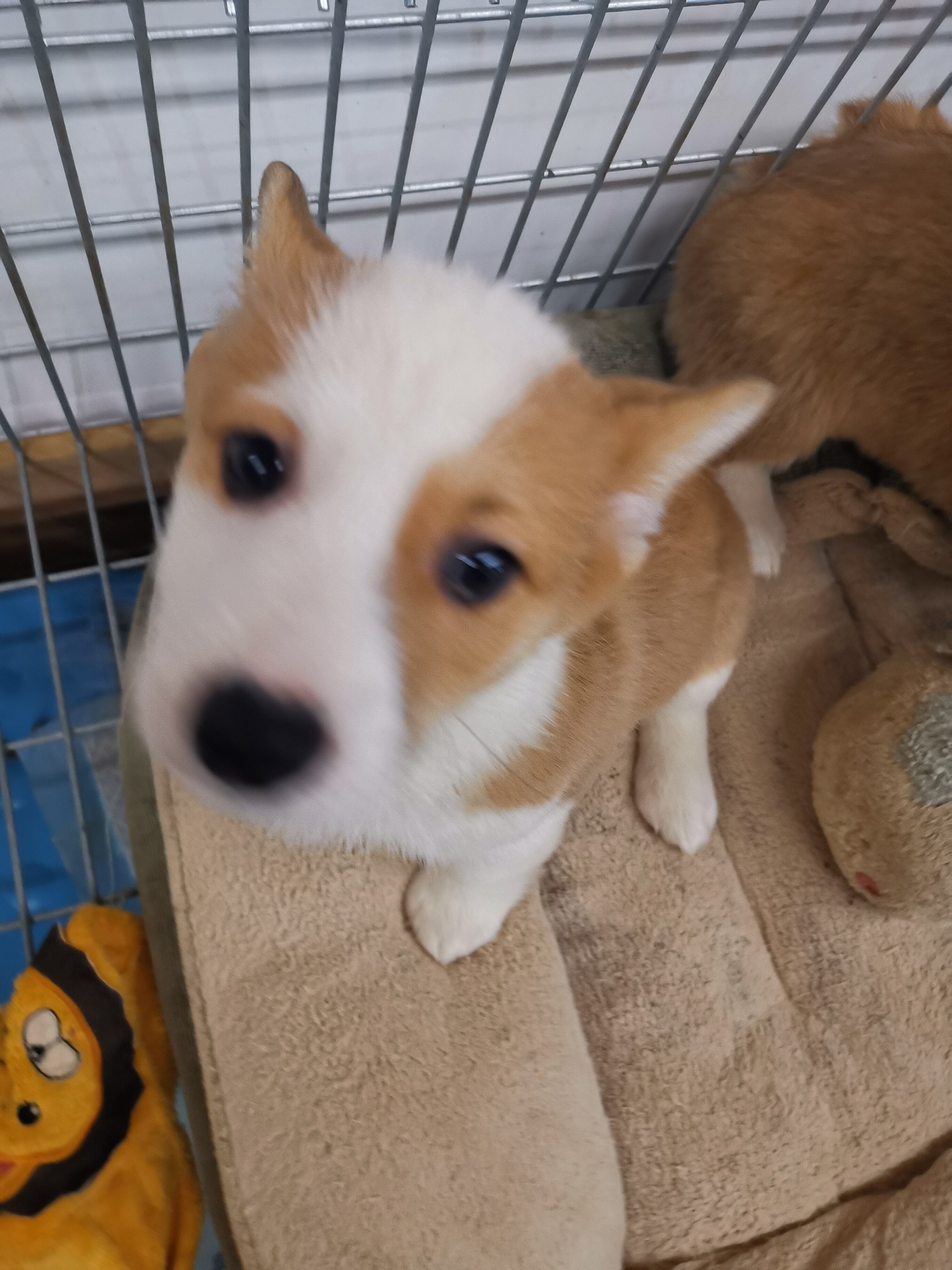 香山犬业柯基犬矮脚电臀可爱幼犬