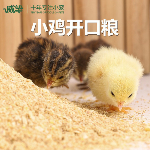 小鸡开口粮产蛋育雏专用饲料