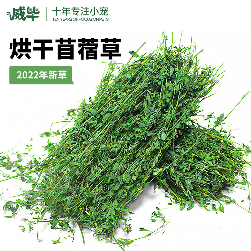 应季紫花苜蓿草苜宿草幼兔兔粮新鲜牧干草兔子荷兰猪粮食饲料食物