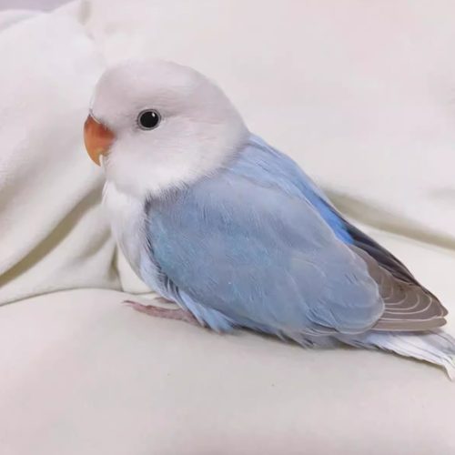 牡丹鹦鹉活鸟【广东发货包活】