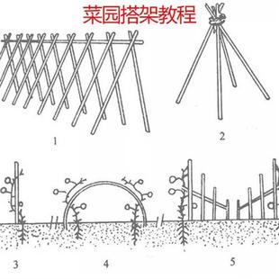 竹子子一米2米细竹竿菜园搭架园艺竹杆篱笆彩旗杆豆角竿子