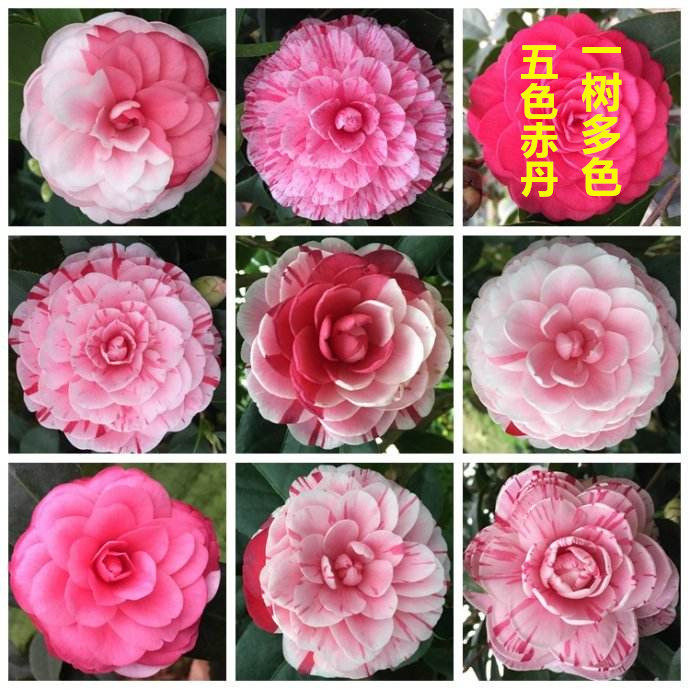 直销山茶花盆栽四季茶花苗五色赤丹一树多色浓香型带花苞原盆发货