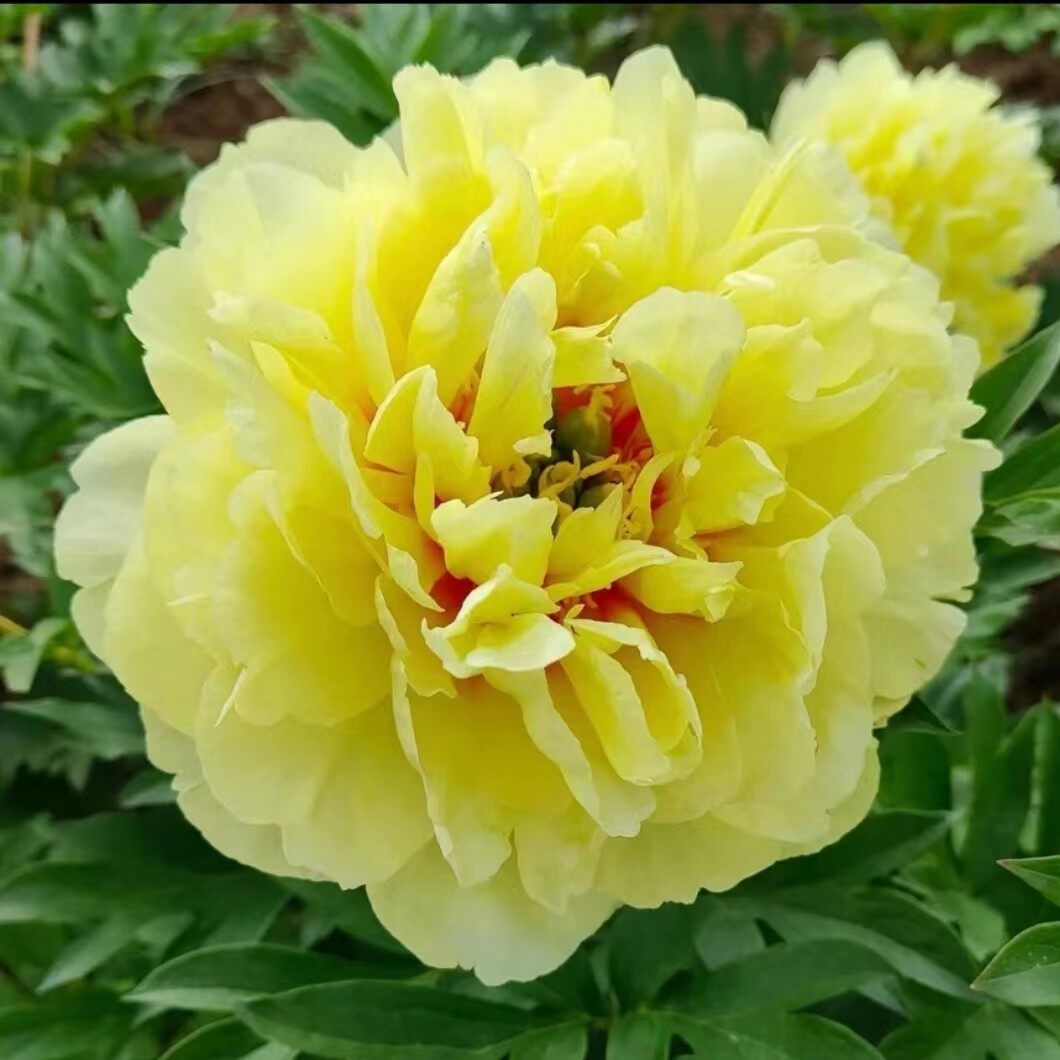 伊藤巴茨拉芍药花苗；秋天发货