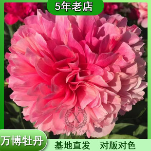 万博牡丹【马瑞乔】进口芍药花苗盆栽地栽室内外种植；秋天发货