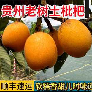 贵州高山土枇杷鲜果小五星枇杷当季整箱新鲜水果老树枇杷现摘现发
