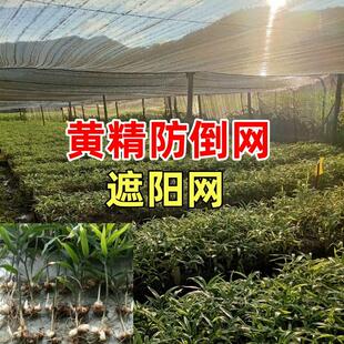 黄精防倒网种植基地专用苗防倒伏固定植林下大棚农业方格绳遮阳网