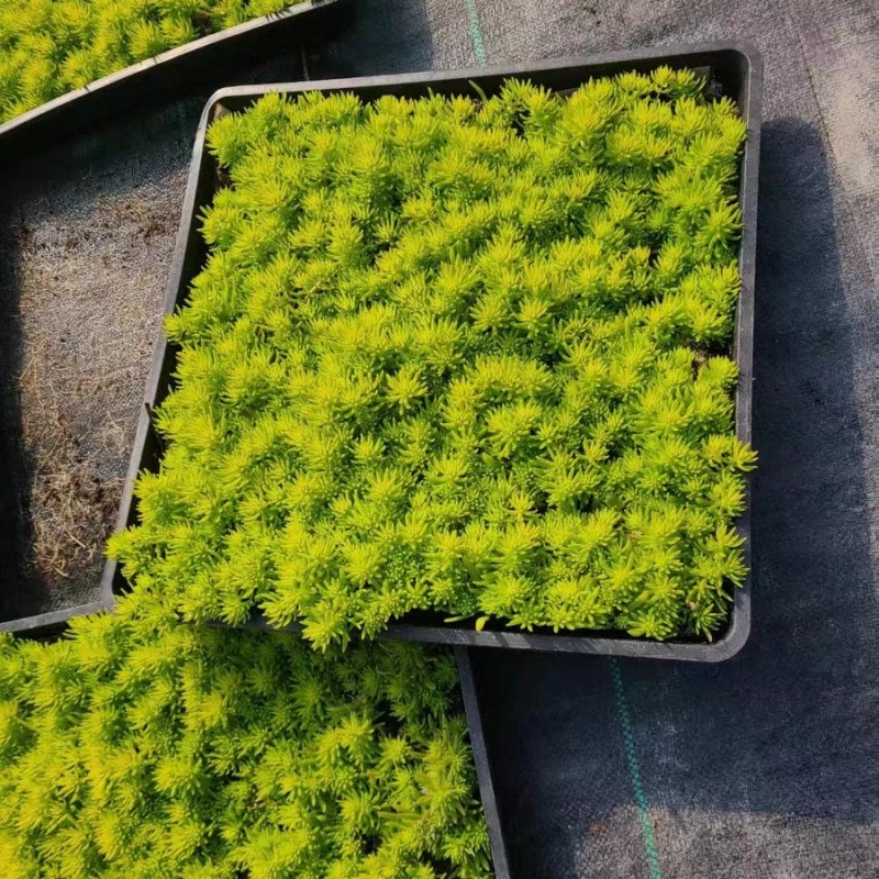 佛甲草苗屋顶绿化草皮坪金叶黄金佛甲草万年草景天过路黄常青方盘