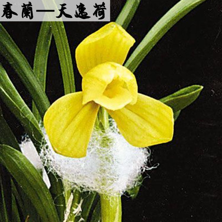 带花苞自然老种兰花苗浓香春兰