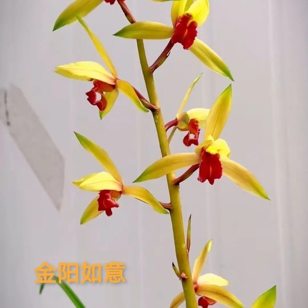 带花苞蕙兰新品【金阳如意】超香型红舌兰花苗特价客厅阳台浓香型