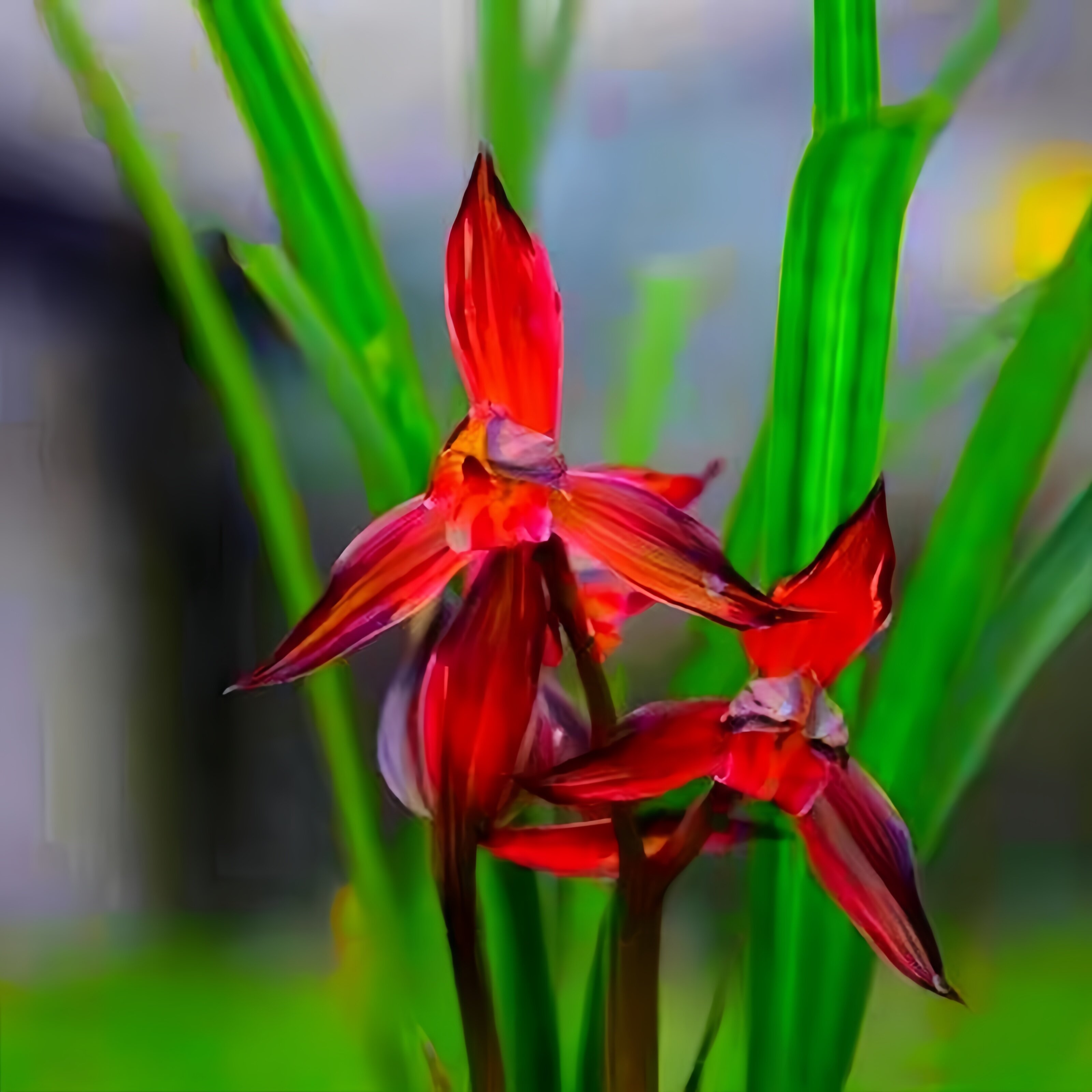 开花浓香型好养观赏室内外阳台花卉大全