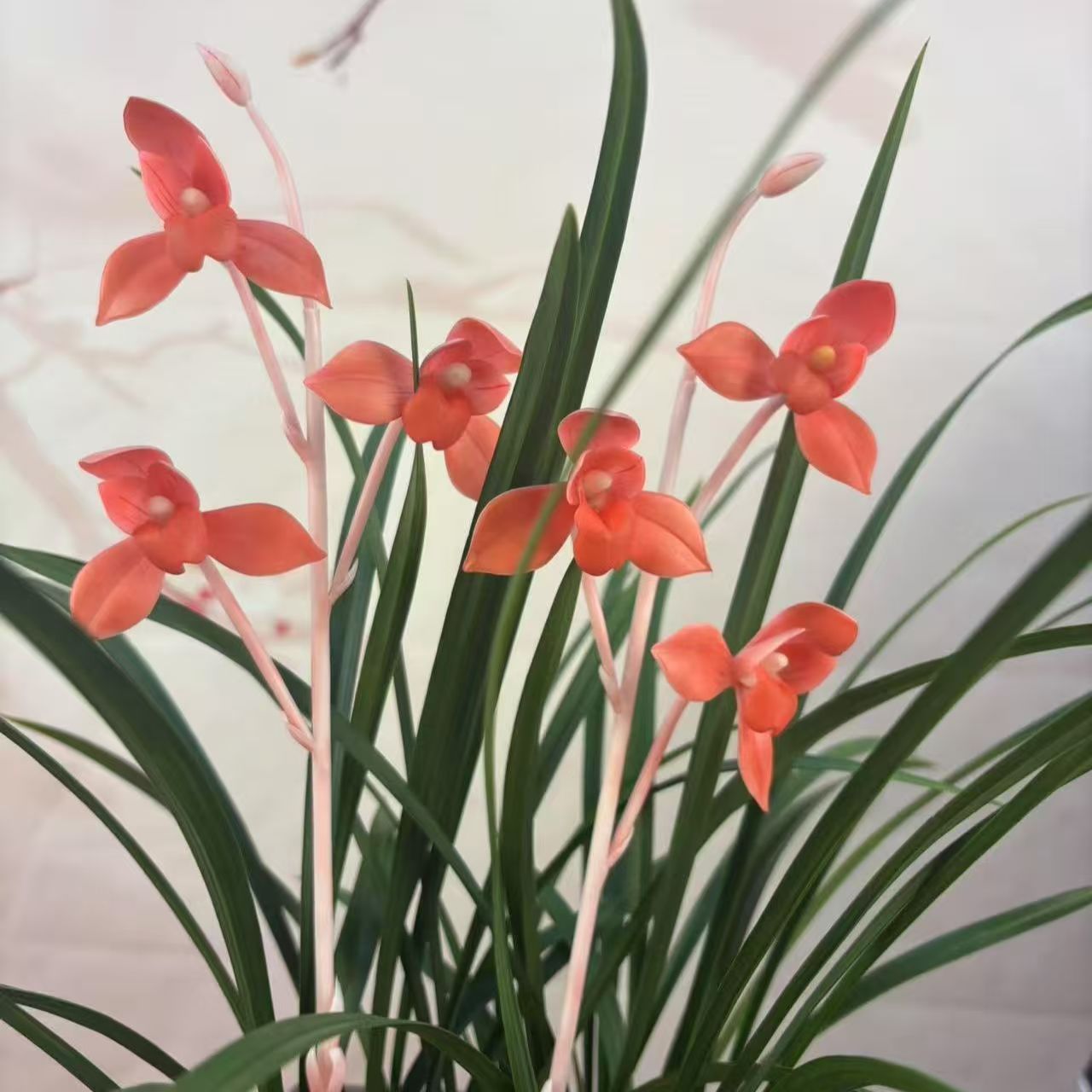 浓香型色花盆栽室内外花卉大全