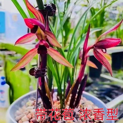 带花苞正品兰花苗浓香型花卉大全
