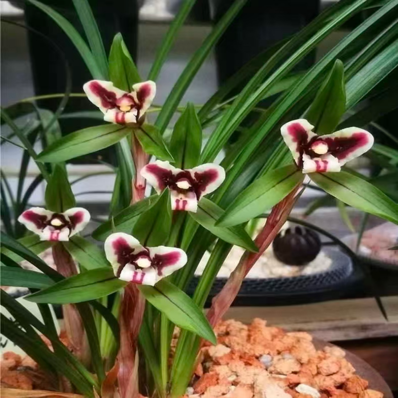 浓香型兰花奇花春兰虎瑞