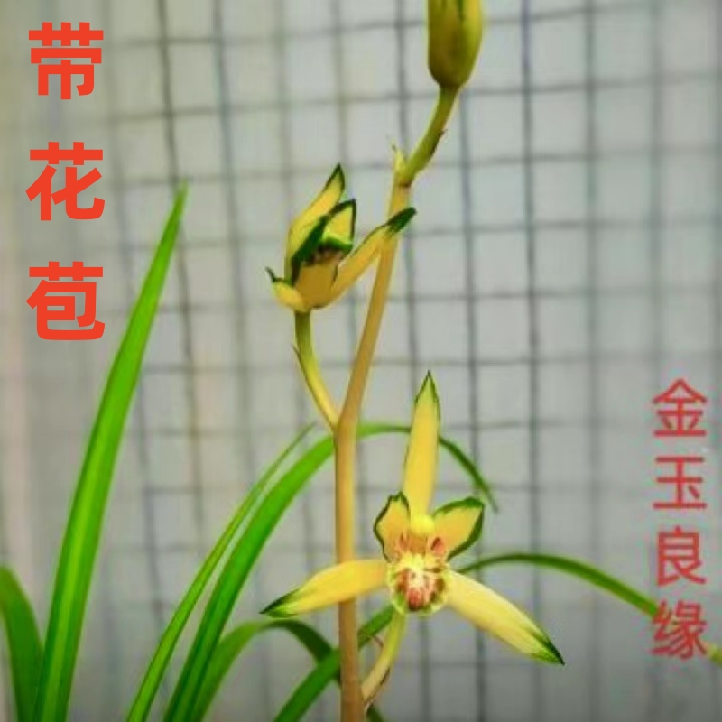 带花苞品种苗壮根好高档花卉