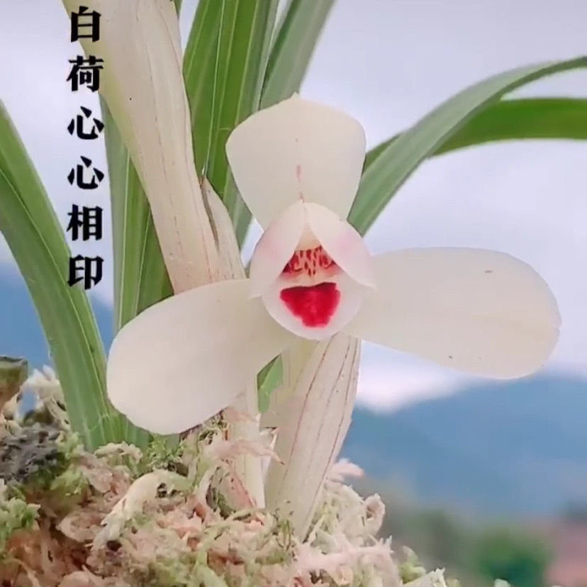 【心心相印】春兰室内外花卉大全