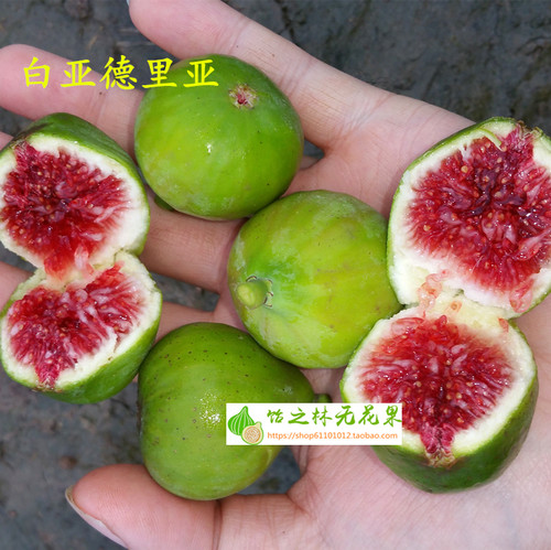 饴之林亚德里亚无花果无花果树苗