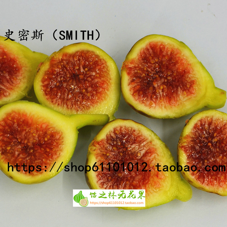 饴之林 史密斯无花果树苗 可南北盆栽地栽 丰产 甜度高口感好|ruв категории доставка цветов/цветок моделирования/растения садоводства, садовое растение/даосское дерево/фруктовых деревьев, фруктовых деревьев - от Buy2taobao.com для оказания профессиональной услуги покупки агента Taobao