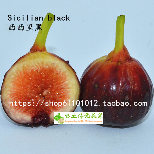 饴之林西西里无花果无花果树苗
